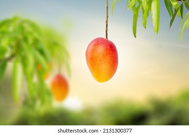 Fresh Japanese Red Mango Fruit Hanging On Tree And Green Leaf With Farm, Sunset On Background. Mango Dessert And Season Concept.