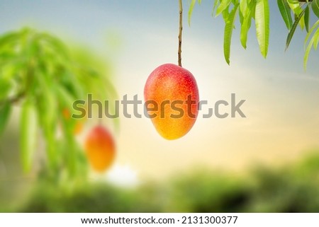 Fresh Japanese red Mango fruit hanging on tree and green leaf with farm, sunset on background. Mango dessert and season concept.