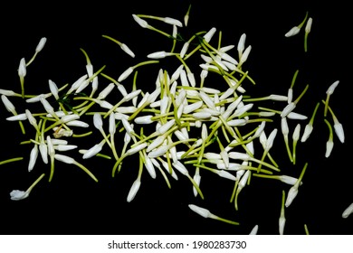 Fresh Jasmine Flower Mullai Poo Stock Photo 1980283730 | Shutterstock