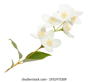 Fresh Jasmine flowers isolated on white. Jasmine blossom on white vackground - Shutterstock ID 1931975309