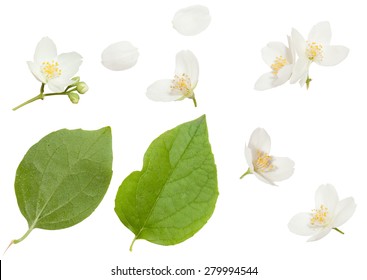 Fresh Jasmine flowers isolated on white - Shutterstock ID 279994544