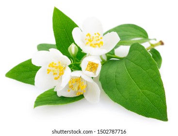 fresh jasmine isolated on white background closeup - Shutterstock ID 1502787716