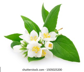 fresh jasmine isolated on white background closeup - Shutterstock ID 1505025200