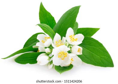 fresh jasmine isolated on white background closeup - Shutterstock ID 1511424206