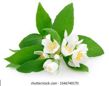 fresh jasmine isolated on white background closeup - Shutterstock ID 1546740170