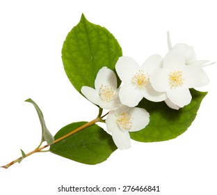 Fresh Jasmine spring branch isolated on white - Shutterstock ID 276466841