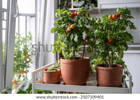 Similar – Image, Stock Photo Tomato plants with ripe and unripe tomatoes in a greenhouse