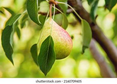 Fresh juicy pears on pear tree branch. Organic pears in natural environment. Crop of pears in summer garden.