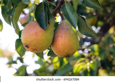 Pear Tree Images Stock Photos Vectors Shutterstock