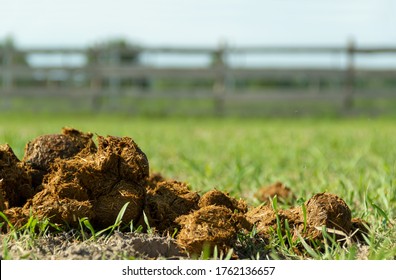 Fresh Juicy Pile Of Horse Manure On The Organic Farm Ground.