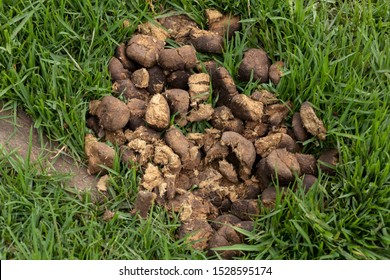 Fresh Juicy Pile Horse Shit Manure Stock Photo 1528595174 | Shutterstock