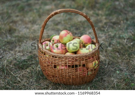 Image, Stock Photo Fruit orchard