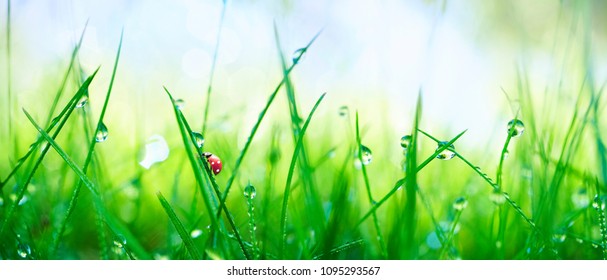Fresh juicy young grass in droplets of morning dew and a ladybug in summer spring on a nature macro. Drops of water on the grass, natural wallpaper, panoramic view, soft focus.