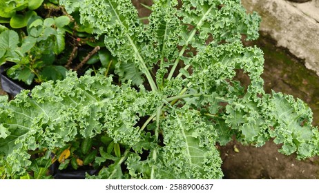 Fresh kale, leafy greens, nutritious food, garden harvest, healthy eating
