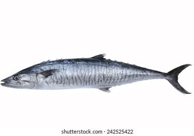 Fresh king mackerel fish isolated on the white background