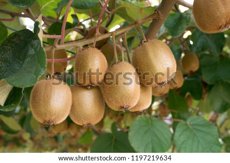 Fresh kiwi fruit on tree growing. Kiwifruit Actinidia