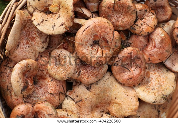 Fresh Lactarius deliciosus - also  as the\
saffron milk cap and red pine\
mushroom
