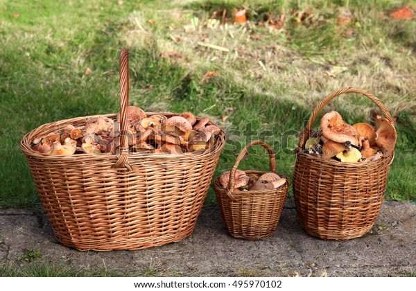 Fresh Lactarius deliciosus - also  as\
the saffron milk cap and red pine mushroom, in\
basket