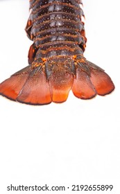 Fresh Large Lobster Tail  On White Background 