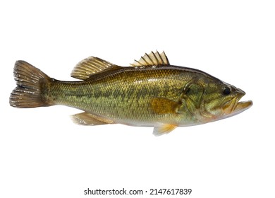 465 Largemouth bass white background Images, Stock Photos & Vectors ...