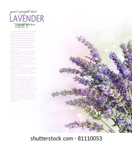 Fresh Lavender Flower Border Design Over White Background With Bokeh Lights