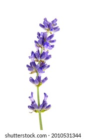 Fresh Lavender Flower Isolated On White Background, Macro. Purple Flower Closeup