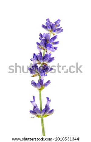 Fresh lavender flower isolated on white background, macro. Purple flower closeup