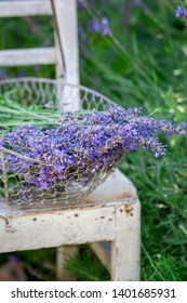 Fresh lavender on white chair in summer garden