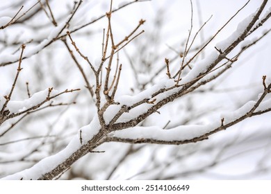 A fresh layer of white powder snow coats brown bark tree branches on a cold snowy day. The photograph is a close up and the focus is on one main branch. There are other branches blurred in the bokeh.