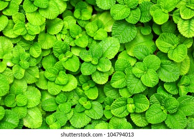 Fresh leaf