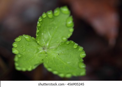 fresh leaf