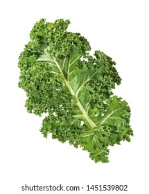 fresh leaf of curly kale