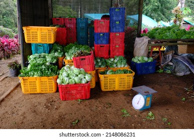 Fresh Leaf Green All Natural Organic Healthy Lettuce Agriculture Market Garden Harvest Weighing Scale Dirt Surface