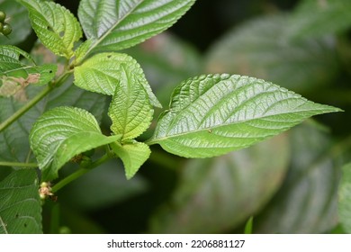 Fresh Leaf Of Lantana Camara Is A Species Of Flowering Plant Within The Verbena Family