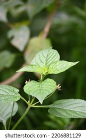 Fresh Leaf Of Lantana Camara Is A Species Of Flowering Plant Within The Verbena Family