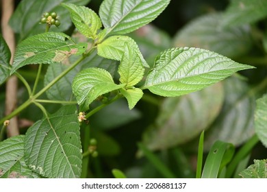 Fresh Leaf Of Lantana Camara Is A Species Of Flowering Plant Within The Verbena Family