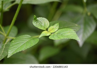 Fresh Leaf Of Lantana Camara Is A Species Of Flowering Plant Within The Verbena Family