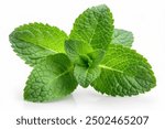 Fresh leaf mint green herbs ingredient for mojito drink, isolated on white background.Fresh leaf mint green herbs ingredient for mojito drink, isolated on white background.