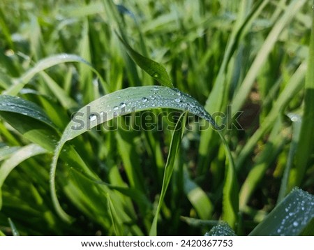 fresh leave with drops. leave and water drops detail. Dew on green leaf. Green leaves with rain drops. Plants with rain. Close up macro photography.