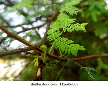 20,422 Acacia forest Images, Stock Photos & Vectors | Shutterstock