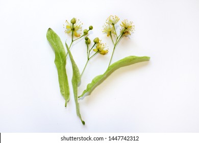 Fresh leaves of a blossoming linden on a white background.