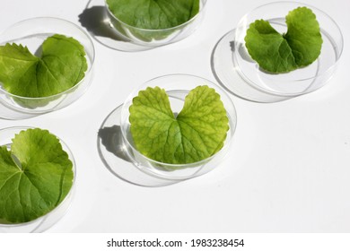 Fresh leaves of gotu kola in petri dishes on white background. - Shutterstock ID 1983238454