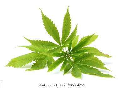 Fresh Leaves Of Hemp, Isolated