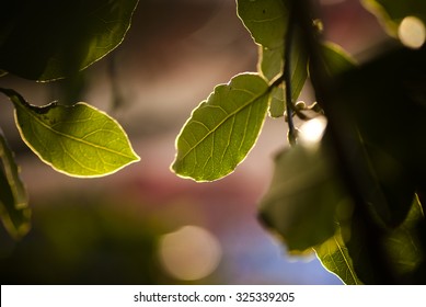 Fresh Leaves Of Laurel Tree 