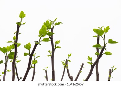 Fresh leaves on branches