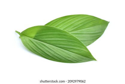 Fresh Leaves Of Turmeric (Curcuma Longa) Ginger Medicinal Herbal Plant Isolated On White Background, Clipping Path Included.