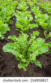 Fresh Leaves Of Young Sugar Beet, Close Up