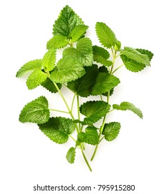 Fresh Lemon Balm Herbs Isolated On White