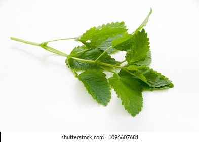 Fresh Lemon Balm Isolated On White Background