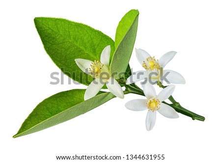 Fresh lemon flover isolated on white background with clipping path